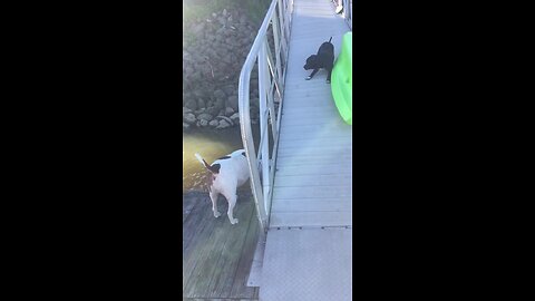 Pit Bull helps frightened puppy cross over bridge