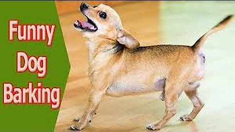 TOP 10 dog barking videos compilation 2016 ♥ Dog barking sound - Funny dogs
