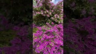 Beautiful flowers in Halifax Public Gardens