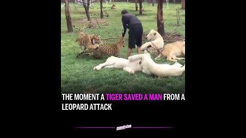 Tiger Protects it’s Owner from a Leopard Attack