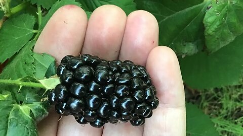 Growing HUGE Kiowa blackberries | pros and cons