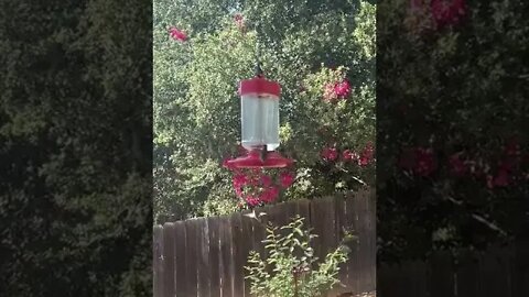 When I'm not making videos I'm making hummingbird nectar.