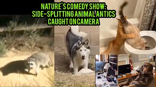 Nature's Comedy Show: Side-Splitting Animal Antics Caught on Camera
