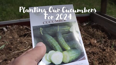 Planting Cucumbers, 2024