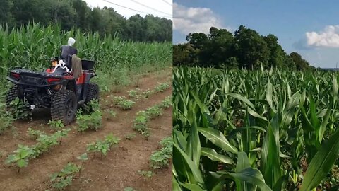 Corn and soybean food plot updates from our Southern Illinois farm.