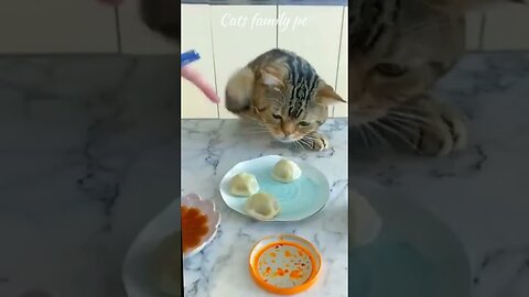 Funny Cat Videos of 2023/🤣🤣Cat Video Funny