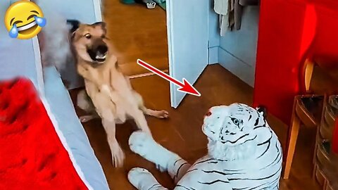 Funniest Videos 2022 😂 Funny Cats 🐱 and Dogs 🐶