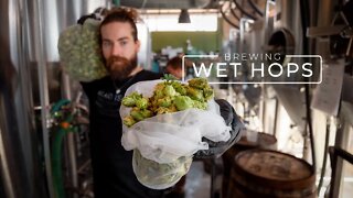 Wet Hop Beer Brewing and Barrel Aging | PARAGRAPHIC