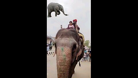 Elephant ride 🐘