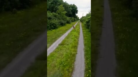 racing a wild deer on a rural trail in western NY while riding an electric unicycle