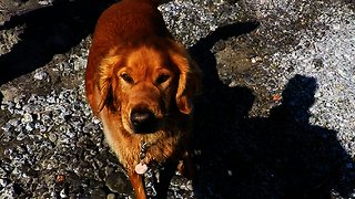 This stranger can't resist dog's invitation to play at the beach