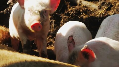 Hungry Piglets Sucking Sow at Farm. Little piglet sucking mother on a farm close-up