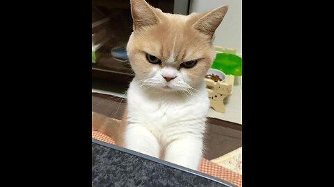 funny annoyed cats