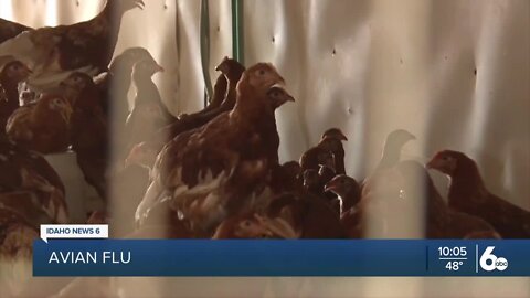 The Idaho Department of Agriculture suspects that there will be more Avian Flu outbreaks than ever before