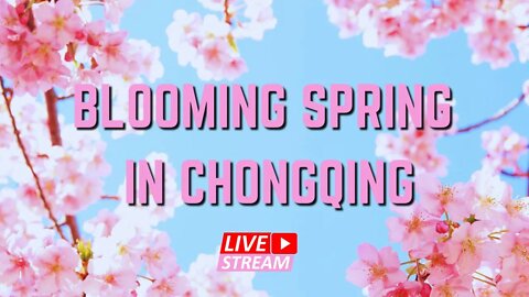 🔴LIVE: Relax Yourself In Blooming Spring Of Chongqing