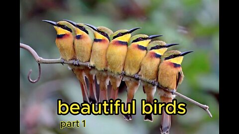 beautiful birds 4k