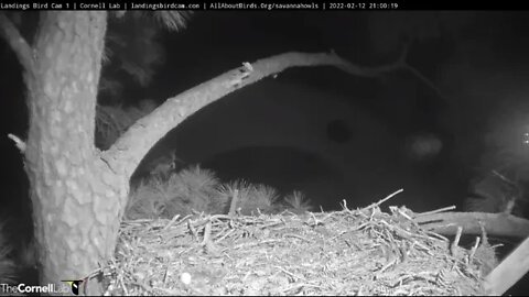 A Second Break Tonight For Mom 🦉 2/12/22 20:59