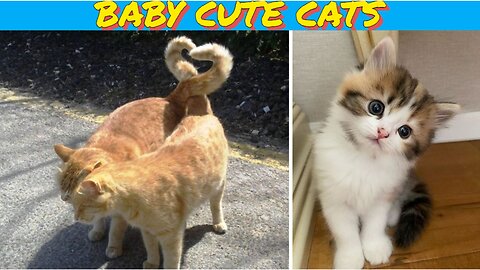 Baby Cats 😺 Cute Cat and Funny 😸 Cat Videos (#9) | Cue Cati