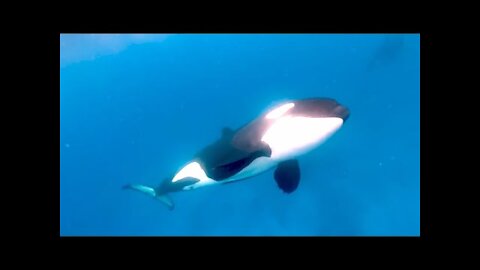 Diver jumps in the water with pod of hunting orcas