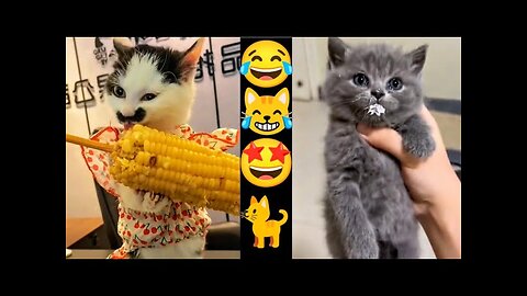 Funny Cats and Dogs Videos