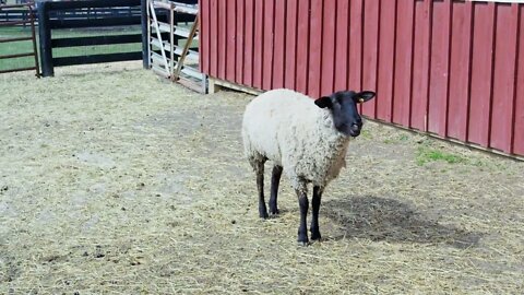 Lamb by Barn Eating Hay