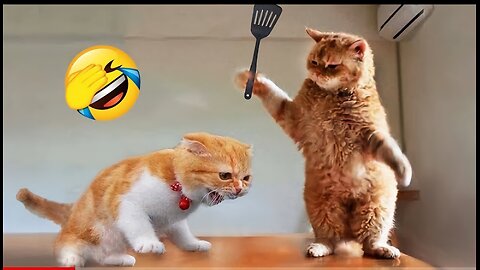Funniest Animals 2023 😂 new funny cats and dog video 🐱🐶