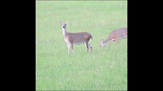 deer in the field