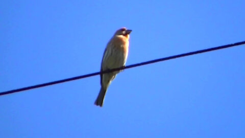 IECV NV #561 - 👀 Male House Finch Singing Away Up On The Power Line 5-12-2018