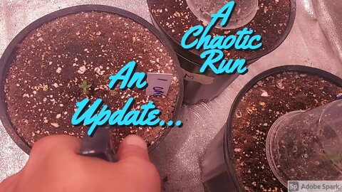 A Chaotic Run EP2 An Update...