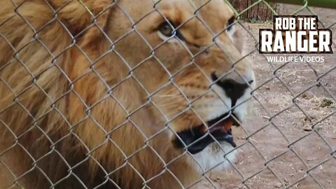 Lions At The Mokopane Biodiversity Centre | Lioness Roaring!