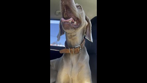 Weimaraner dog in the car