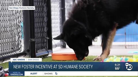 Overcapacity SD Humane Society offers gift card incentives for dog foster parents