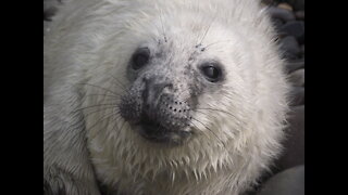 Cutie seal pup