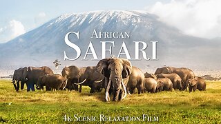 African Safari 4K - Scenic Wildlife Film With African Music