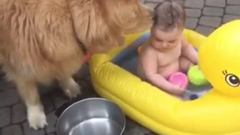 Golden Retriever helps give baby a bath