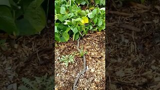 #snake #garden #homesteading #homesteadlife #farm #farmlife