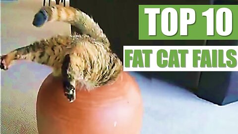 TOP 10 FAT CAT FAILS