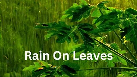 Serene Sounds: Relaxing Raindrops on Leaves for a Peaceful Sleep