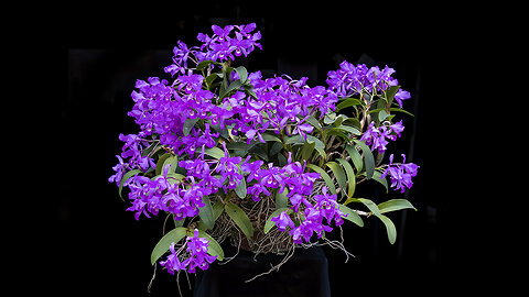 2023-4 April St. Augustine Orchid Society's Virtual Show Table