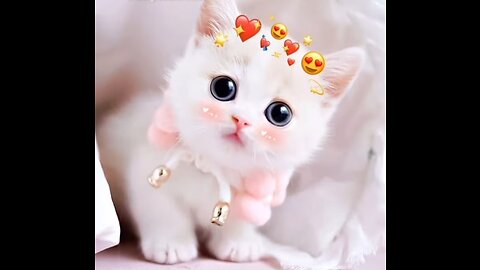 Funny and 🥰 cute 😺😺 cat video