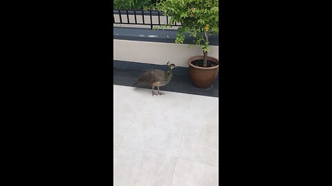 The peacock at Sentosa hotel