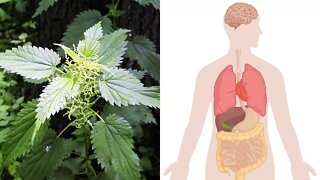 Health Benefits of Stinging Nettle (Urtica Dioica)