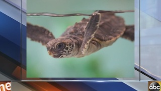 Rescued turtle hatchling Raven has a new home at the Baltimore Aquarium