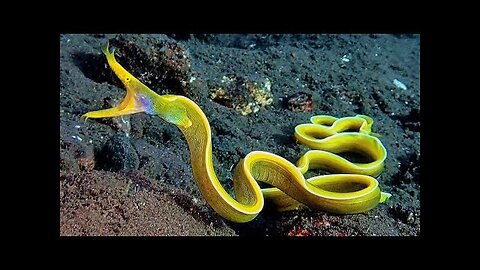 10 Amazing Sea Creatures You've Never Seen Before!!!