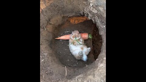 rabbit eating vegetables