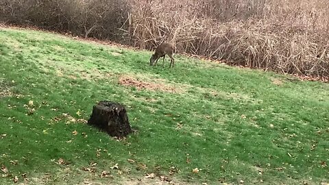 Deer in back yard 2 of 3