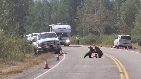 Bear Jam (Grizzly 399 and her 3 cubs)