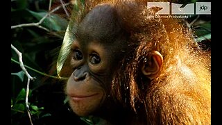 Working with Orangutans in Borneo - A Day In The Life