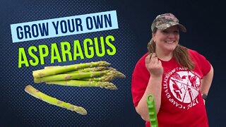 Learn How to Grow Asparagus