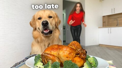 Leaving My Dog And Cat Alone With A Whole Chicken